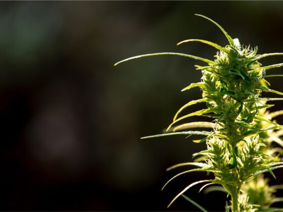 What Are CBD Gummies?